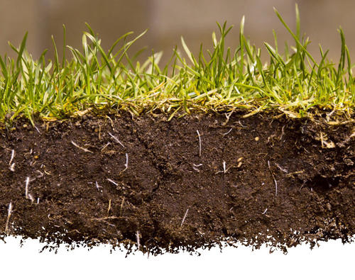 1591610111410745.jpg 植物根系.jpg