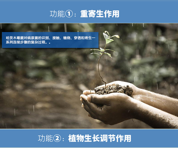 哈茨木霉菌 哈茨木霉菌